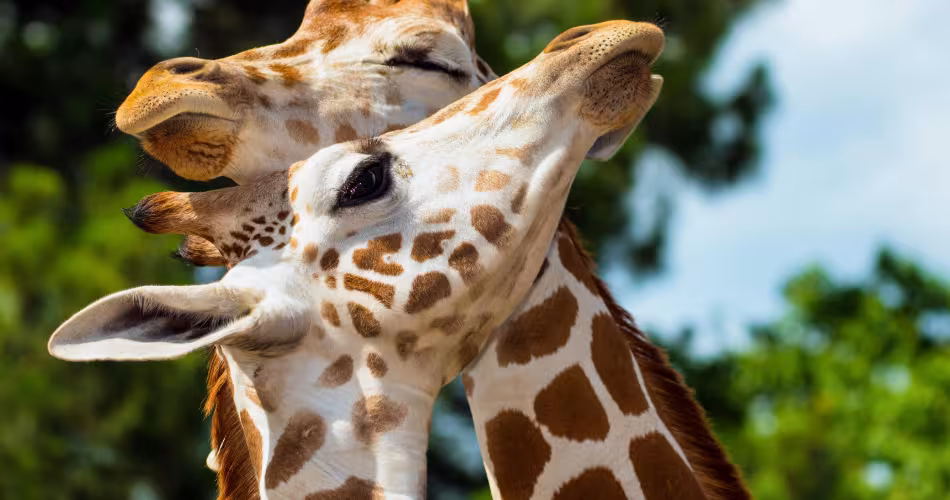 Giraffa camelopardalis rothschildi
