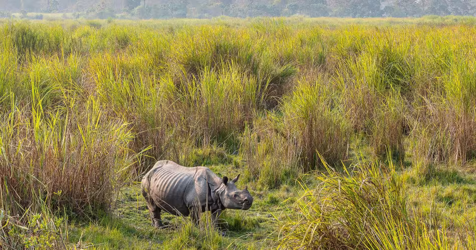 Rhinocéros à une corne en Inde