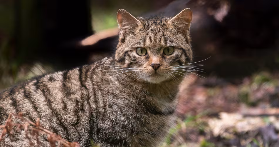 Chat sauvage adulte (Felis silvestris)