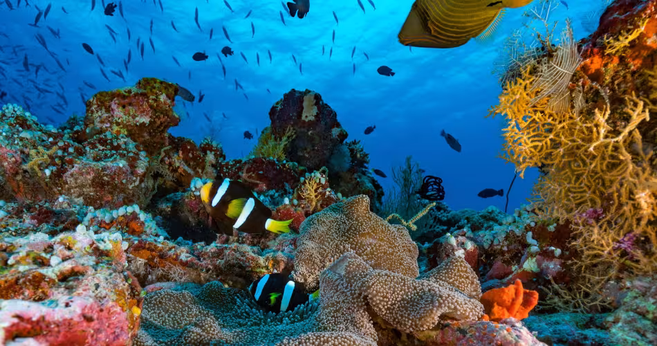 Les poissons récifaux au secours des coraux