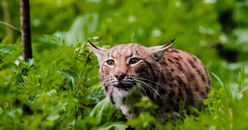 Lynx Lynx
