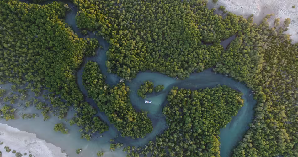 Vue aérienne d'une mangrove à Madagascar