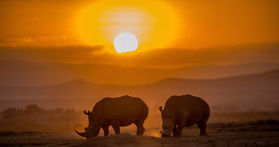 Effet panda - White rhinocéros