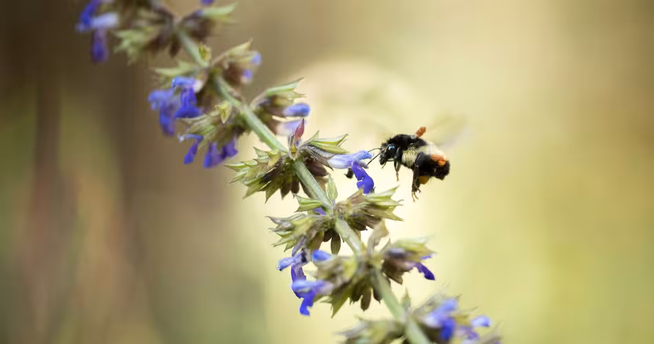 Abeille mexcaine bumble (Bombus ephippiatus) en train de butiner, El Rosario Monarch Butterfly Preserve, Mexique