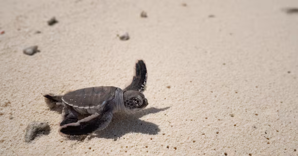 bébé tortue Nouvelle-Calédonie