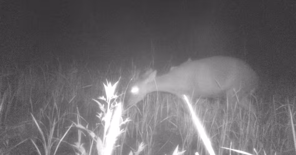 Le cerf cochon est aujourd’hui inscrit sur la liste rouge des espèces menacées de l’UICN
