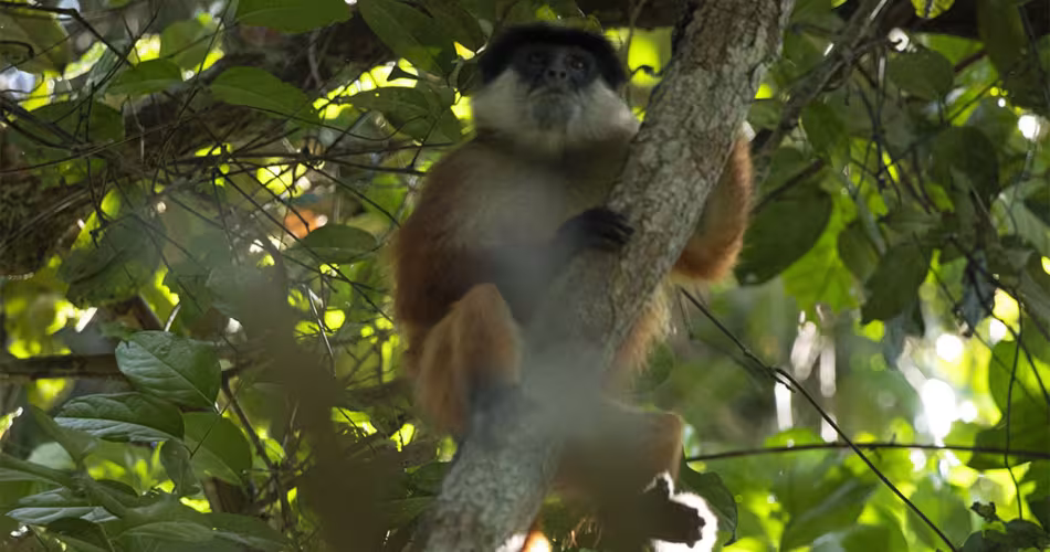 Obtenir un cliché du colobe rouge de Bouvier (Piliocolobus bouvieri) est tellement rare que pendant plusieurs années on pensait l'espèce disparue.