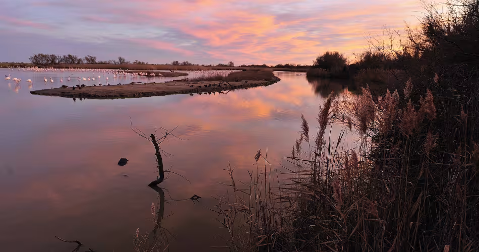 Colonie de flamands roses Camargue