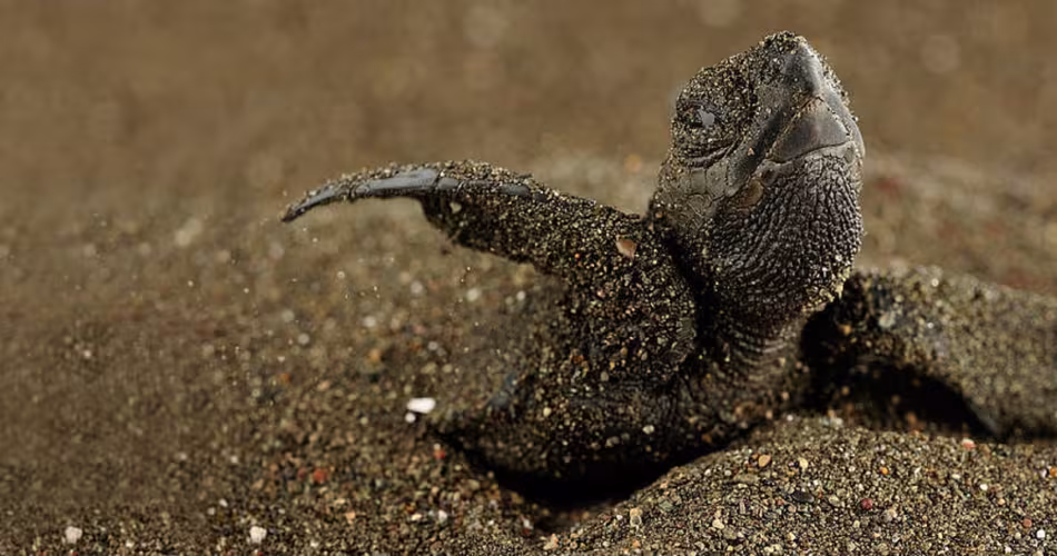 Jeune fille avec des bébés tortues 