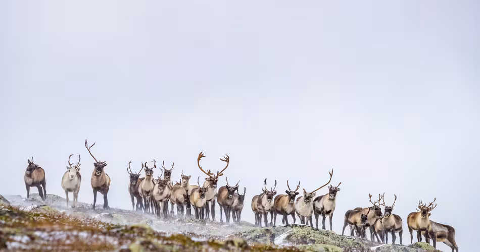 caribous