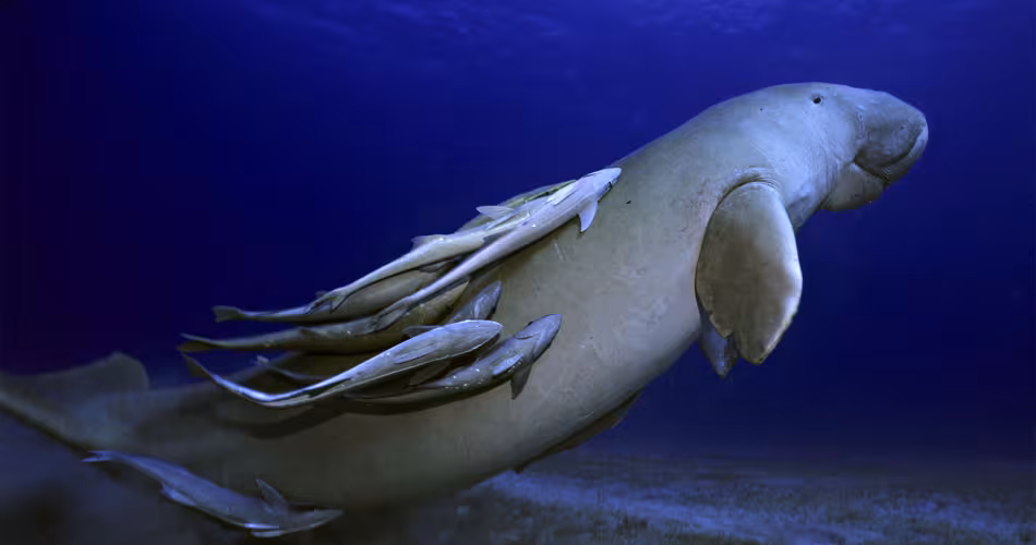 Les dugongs (Dugong dugon) fréquentent des zones propices à la pêche. Certains se retrouvent pris par des filets dans lesquels ils peuvent mourir étouffés.