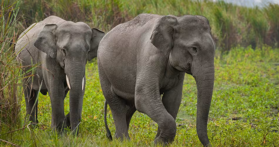 De la confrontation à la cohabitation - des elephants d'asie se baladent