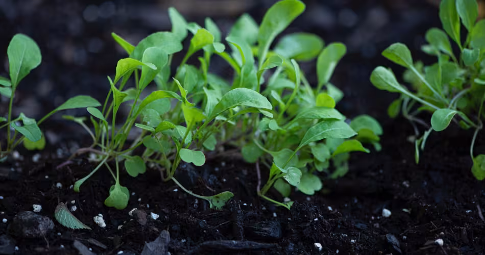 Des pousses de salades en terre