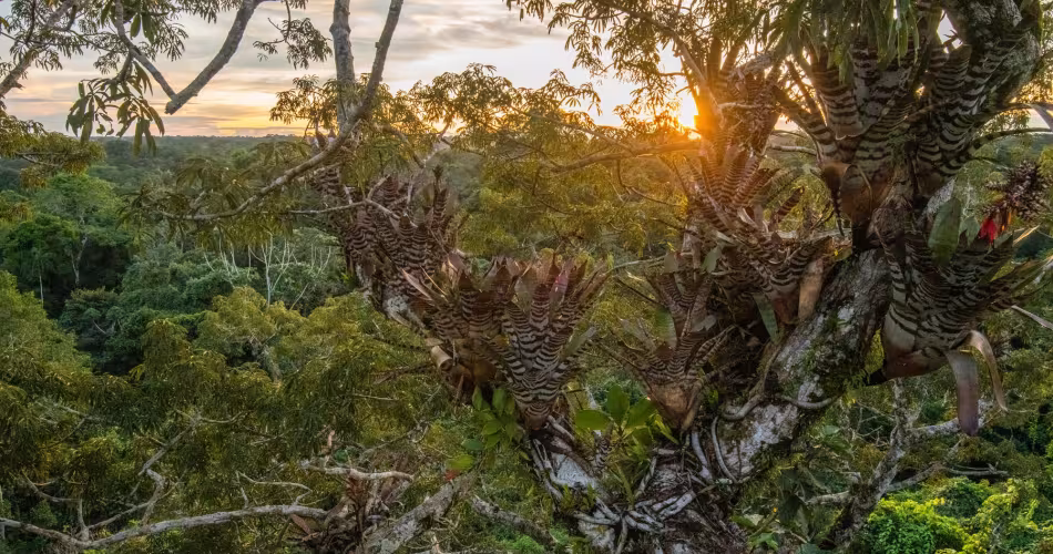 Forêt amazonienne