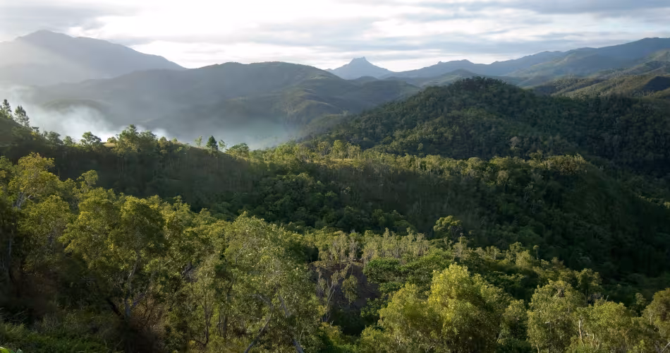 Forêt de Nouvelle-Calédonie