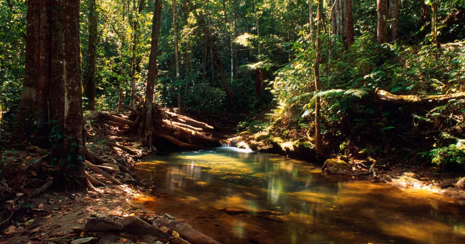 Forêt dans la région de Pirenópolis Goiás (Brésil)