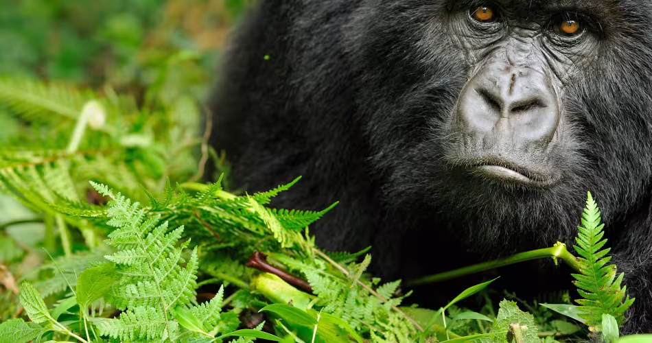 Loin de l’image véhiculée par la littérature et le cinéma, les gorilles sont des animaux pacifiques et timides.