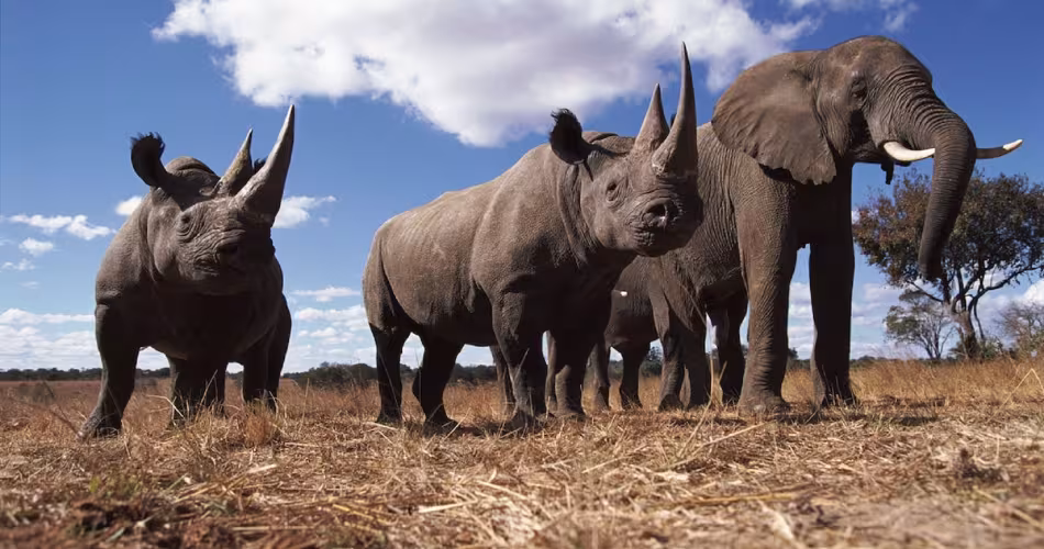 Rhinocéros noirs (Diceros bicornis) et Éléphant d'Afrique (Loxodonta africana)