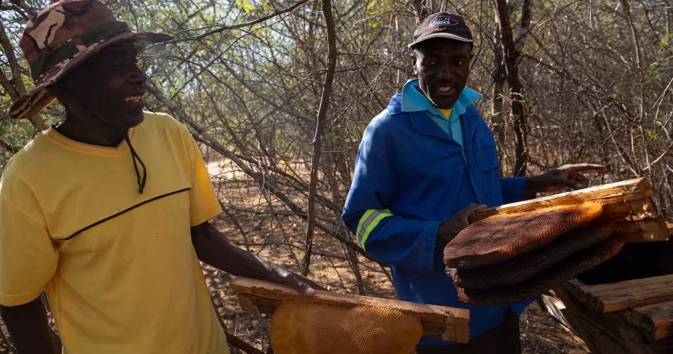 Hommes participant au programme "Bees for elephants"