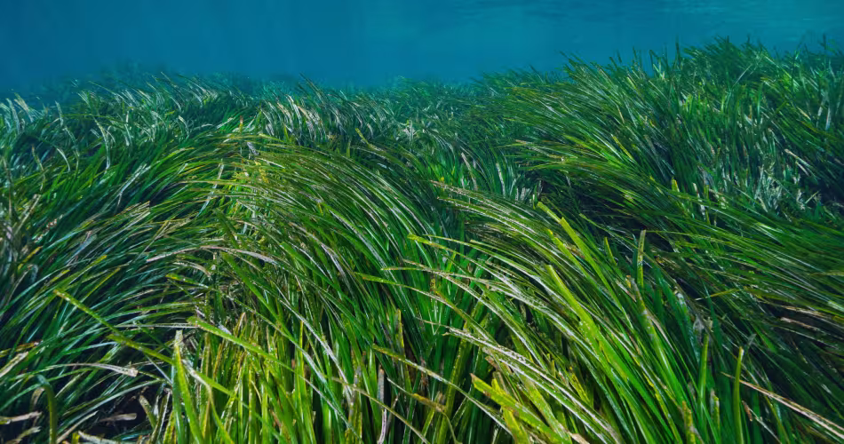 Vue sous marine des herbiers de Posidonie