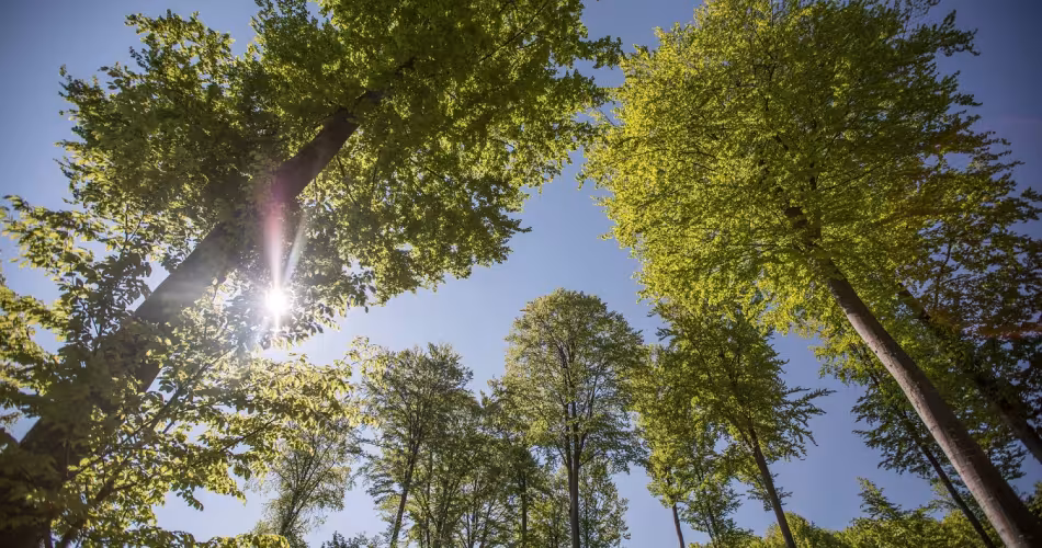 Forêt certifiée FSC