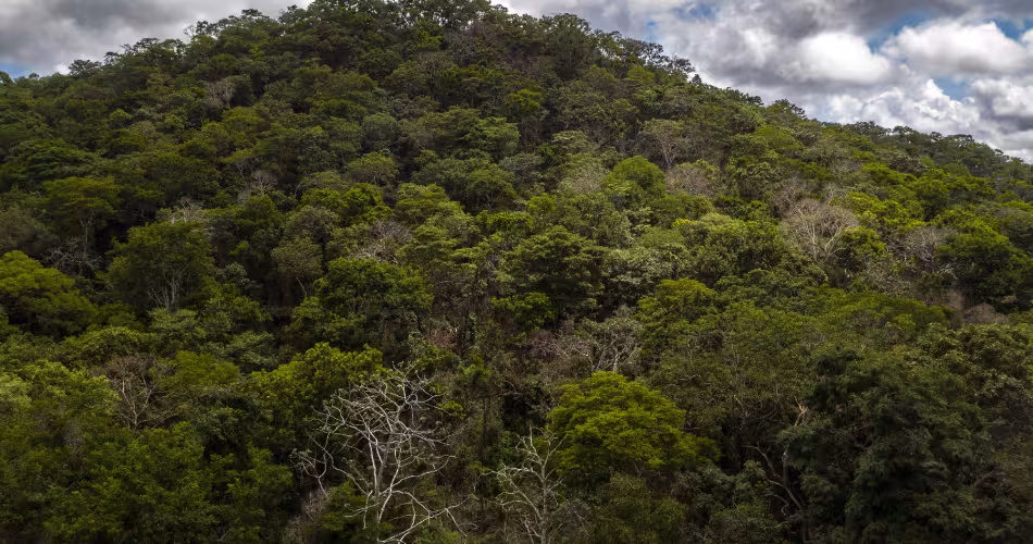 la-forêt-sèche-de-la-Chiquitanía