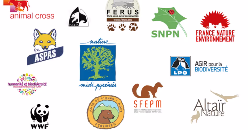 Quatorze associations environnementales ont rendu publiques un sondage sur la protection e l'ours et le lâcher de deux ours femelles. 