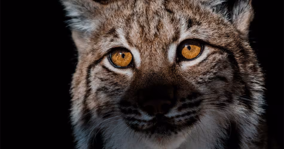 Chasseur solitaire, le lynx boréal a un faible impact sur la faune sauvage et domestique.