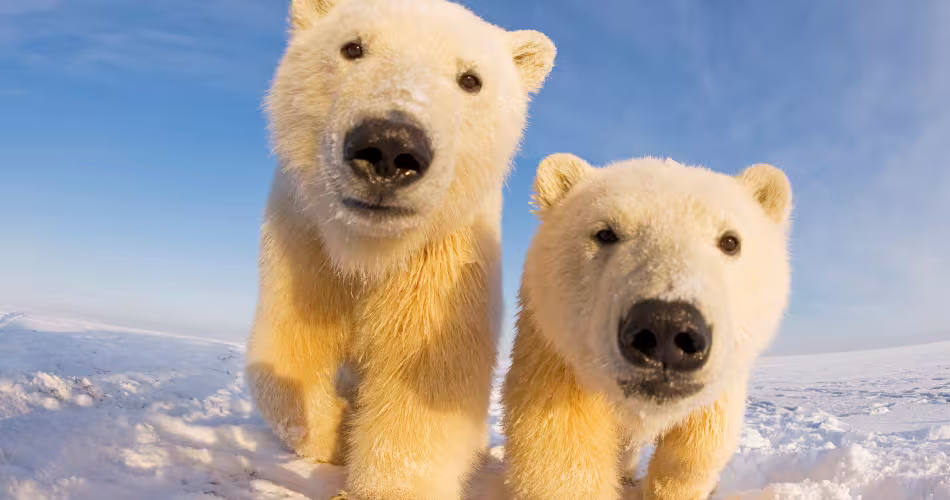 Les ours polaires (<I>Ursus maritimus</I>) sont parfois très curieux...