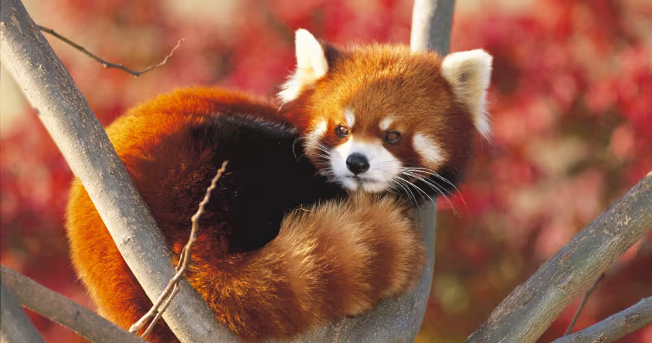 panda roux dans un arbre 