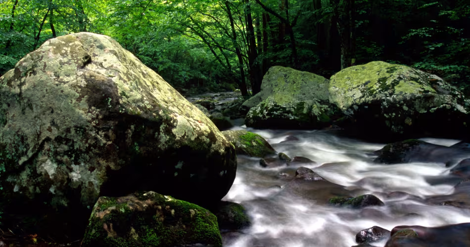 Parc national des Great Smoky Mountains, Tennessee