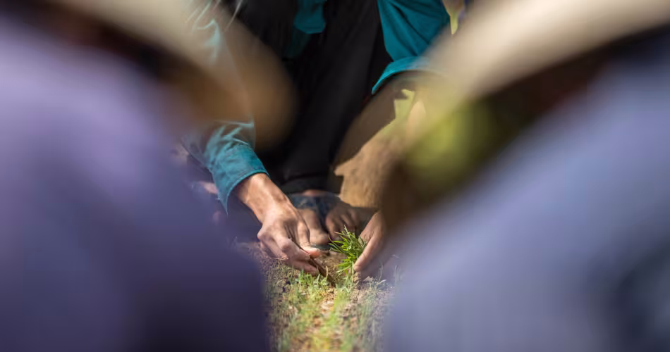 La pépinière de jeunes plants de la compagnie forestière Tien Phong, ville de Huong Thuy, Vietnam. Les semis sont produits à partir de cultures de tissus végétaux par micropropagation.