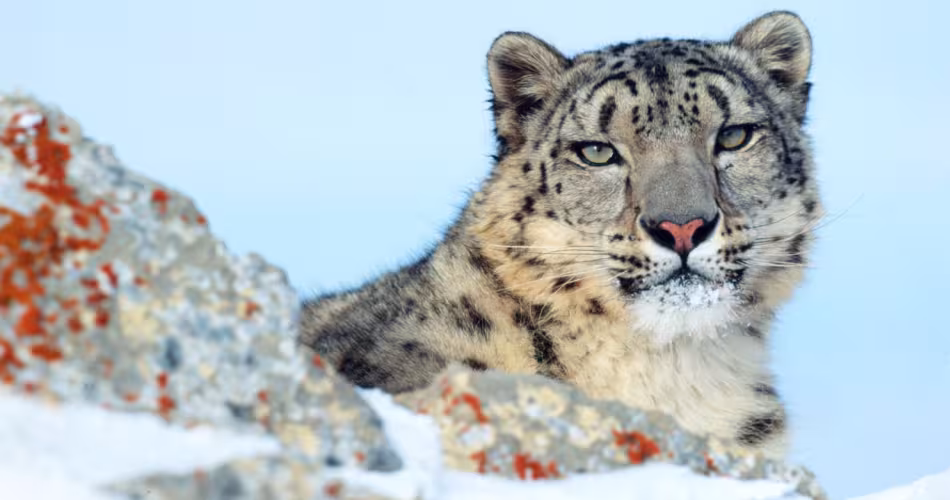Présent dans douze pays, le léopard des neiges (Panthera uncia) est menacé dans chacun d'entre eux.