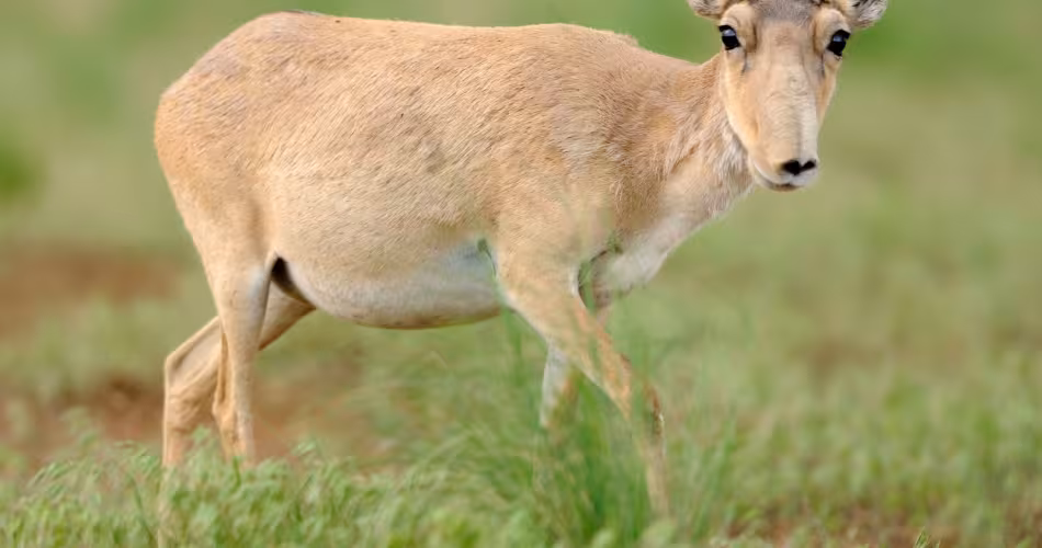 Selon l'IUCN (L'Union internationale pour la conservation de la nature ) l'antilope saïga (Saiga tatarica) est en « danger critique d'extinction ».