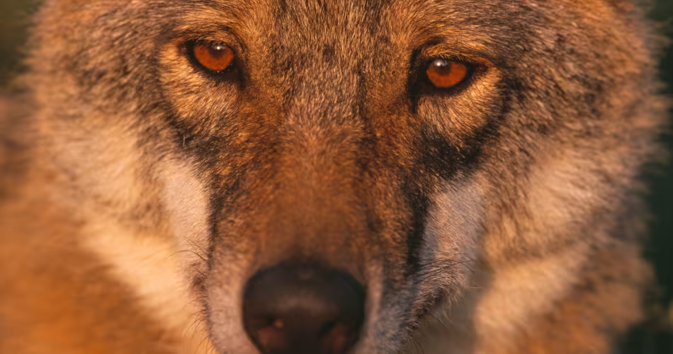 Portrait / visage d'un loup