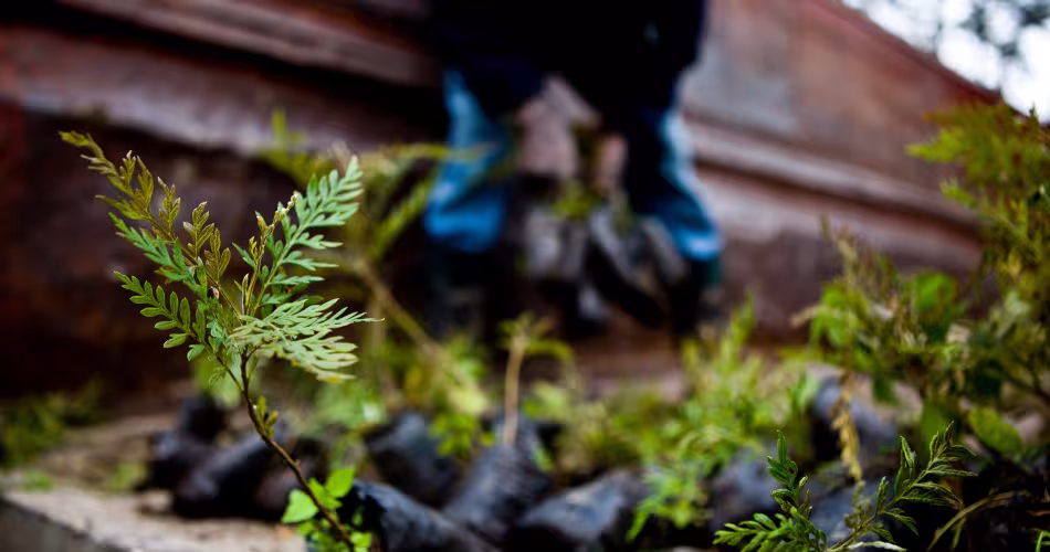 Jeunes pousses de Grevillea robusta