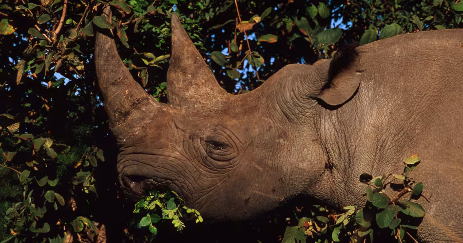 rhinocéros noir