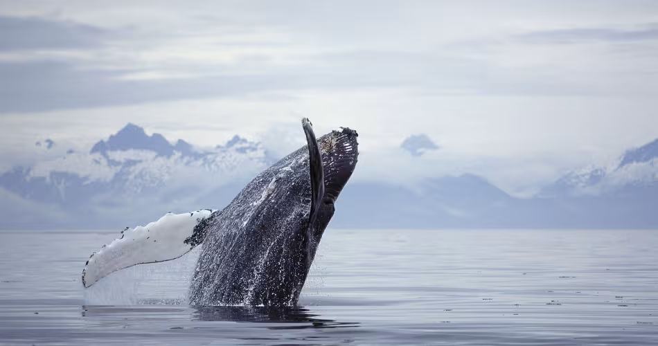 Baleine à bosse, Alaska (Etats-Unis)