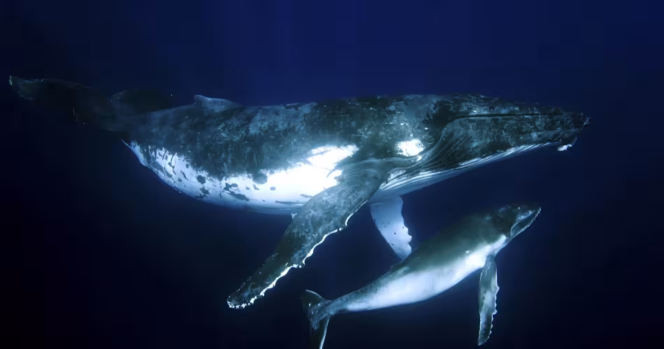 Baleine à bosse (Megaptera novaeangliae)