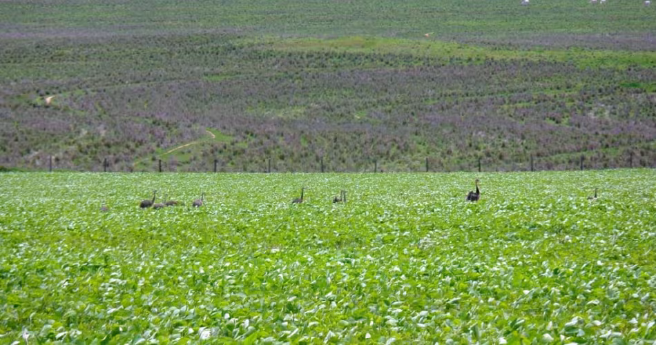Champs de soja au Mato Grosso (Brésil)