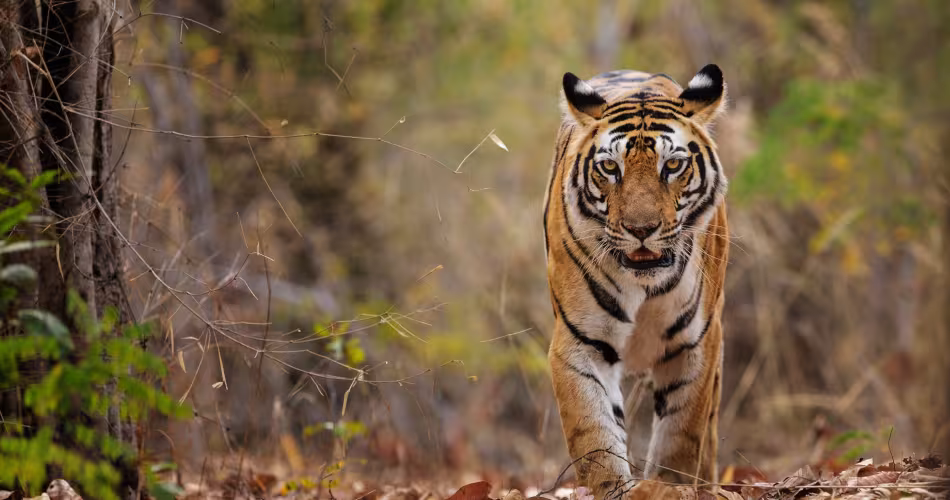 Tigre du Bengale dans le parc national de Bandhavgarh (Inde)