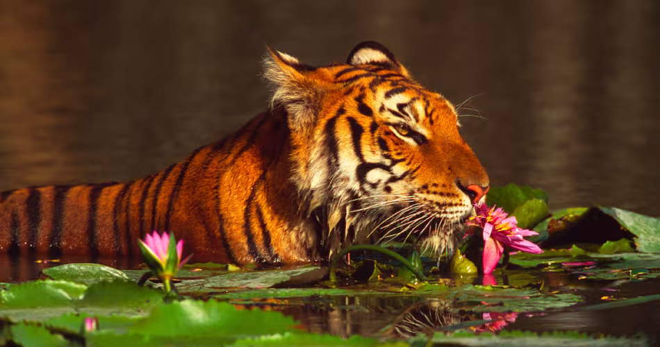 tigre-nenuphar-thailand
