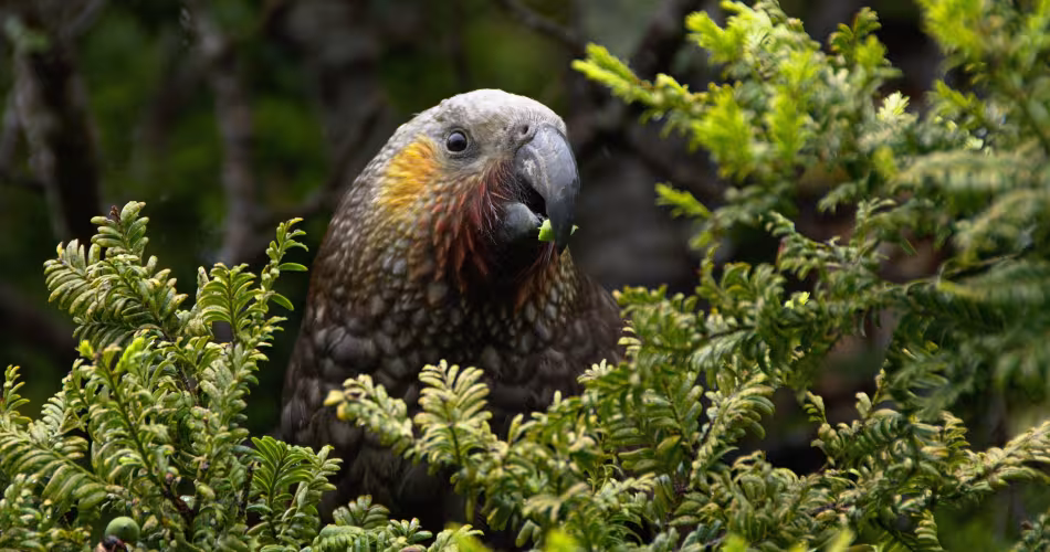 Voici à quoi ressemble le kākā, « Nestor meridionalis ».