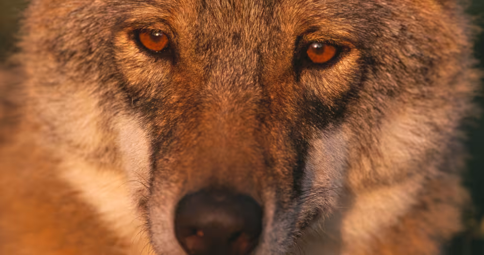 loup d'europe