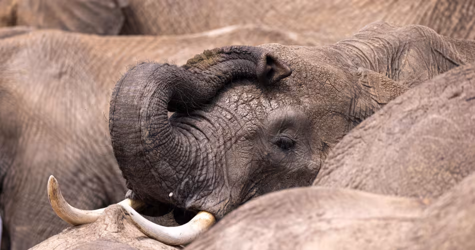 éléphant d'Afrique