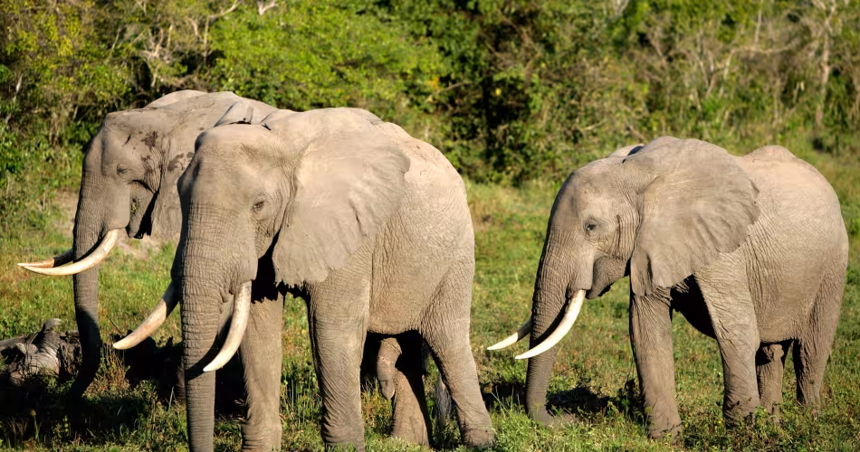 trois éléphants d'Afrique