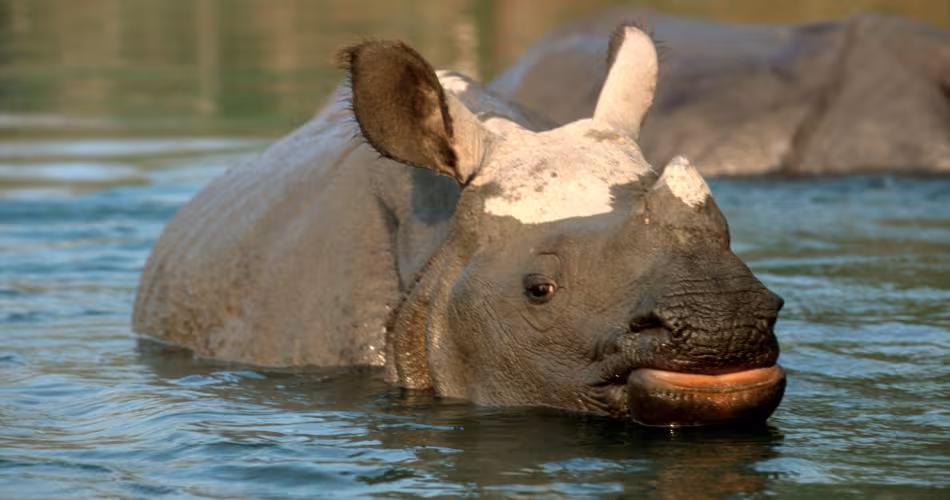 Jeune rhinocéros unicorne dans l'eau, Nepal
