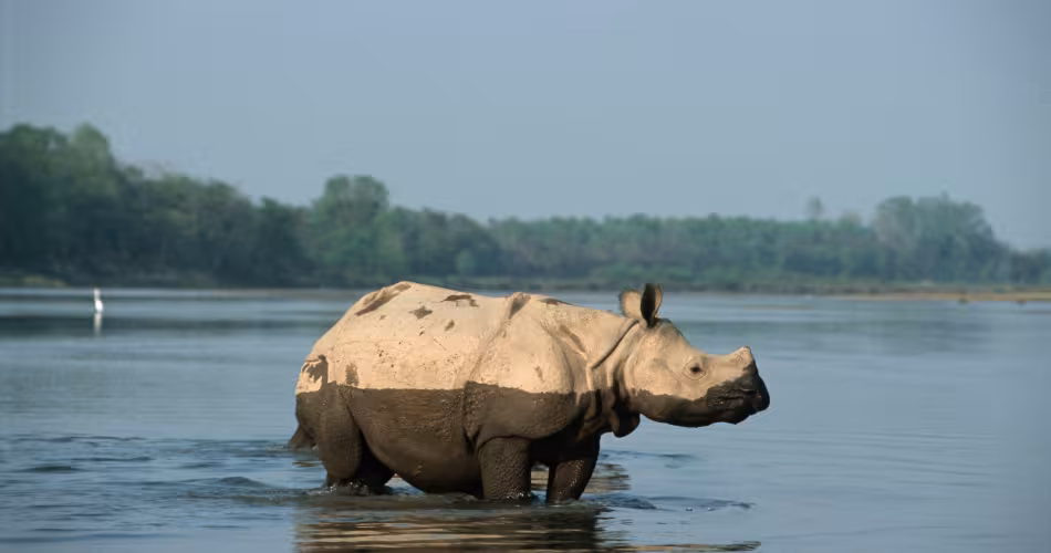 Jeune rhinocéros unicorne, Nepal