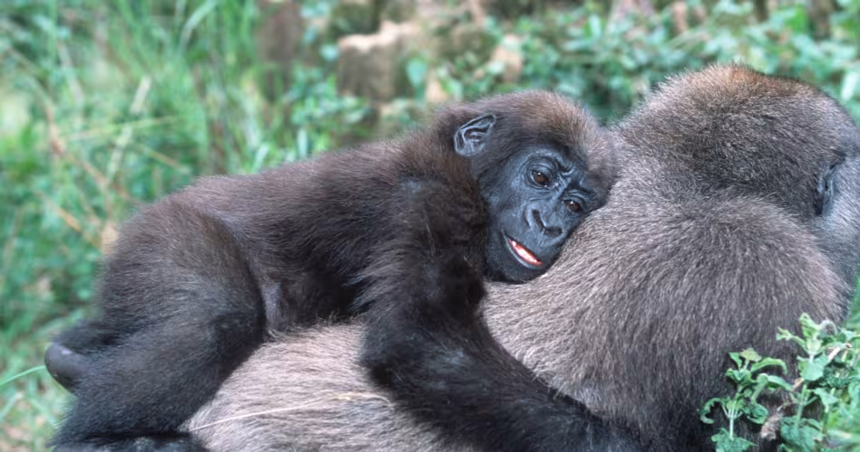 Jeune gorille des plaines occidentales (Gorilla gorilla gorilla) sur le dos de sa mère en Ouganda 