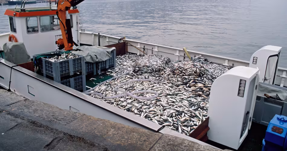 Poissons préparés pour une ferme de thon rouge à Murcie (Espagne)